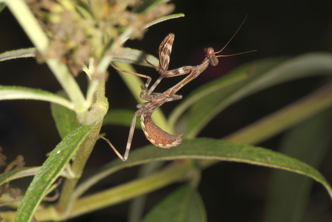 Обои картинки фото животные, богомолы, насекомое, богомол