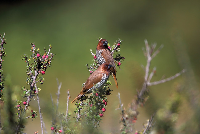 Обои картинки фото животные, птицы, пара, две, ветки, ягоды