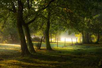 Картинка природа лес деревья