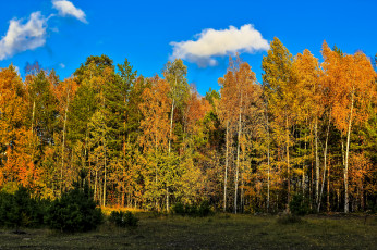Картинка природа лес деревья