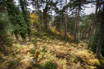 Картинка природа лес деревья