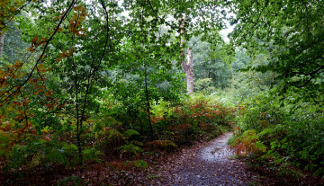 Картинка природа дороги тракт