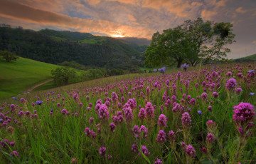 Картинка природа луга простор