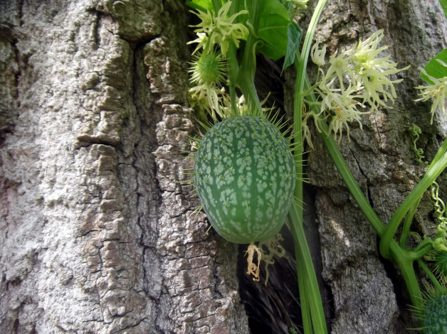 Обои картинки фото природа, плоды, лиана