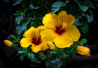 Картинка цветы гибискусы тычинки цветение лепестки листики гибискус ярко