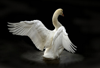 Картинка животные лебеди птичка