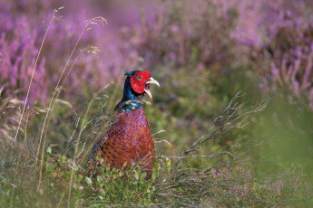 Картинка животные фазаны трава птица фазан природа ветки