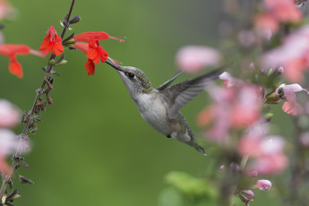 Картинка животные колибри птичка
