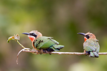 Картинка животные птицы птица перья окрас