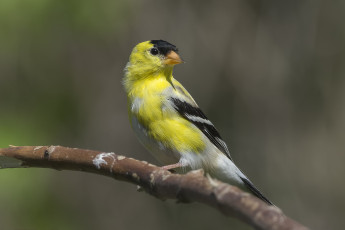 Картинка животные птицы птичка