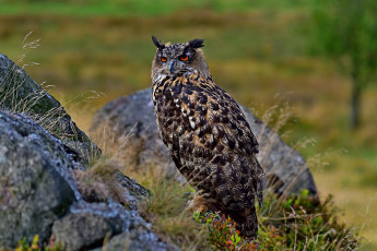 Картинка животные совы птица окрас перья сова