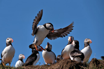 Картинка животные тупики птица цветы puffin профиль блики тупик атлантический