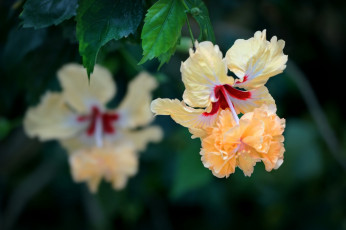 Картинка цветы гибискусы тычинки цветение ярко лепестки листики гибискус