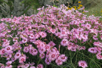 Картинка цветы гвоздики гвоздика шабо