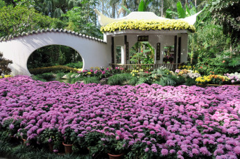 Картинка цветы хризантемы много