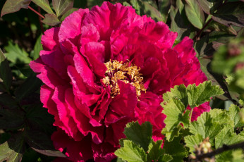 Картинка цветы пионы пион лепестки макро