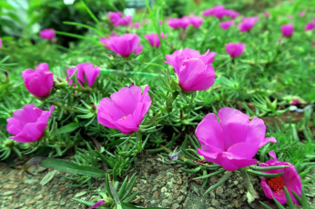 обоя цветы, портулак, лиловый