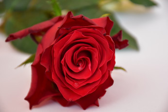 Картинка цветы розы лепестки цветение листья роза