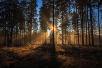 Картинка природа лес простор