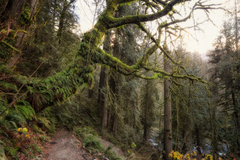 Картинка природа лес простор