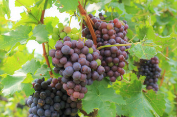 Картинка природа Ягоды +виноград still life артишок цветы виноград корзинка персики натюрморт ягоды лилии кувшин фрукты листья