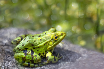 Картинка животные лягушки макро окрас лягушка фон милая