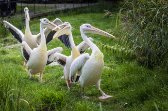 Картинка животные пеликаны птичка