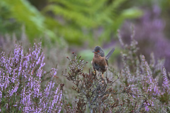 Картинка животные птицы перья окрас птица клюв