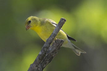 Картинка животные птицы птичка