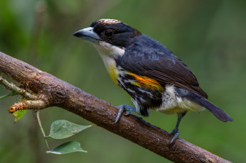 Картинка животные птицы птичка