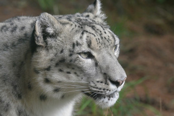 Картинка животные снежный+барс+ ирбис снежный барс морда кошка