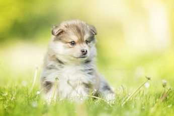 Картинка животные собаки собака животное окрас порода шерсть