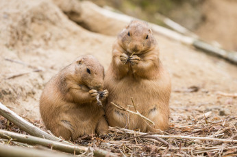 Картинка животные суслики +сурки природа зоо грызуны