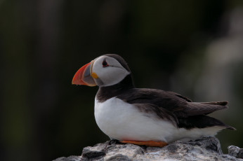 Картинка животные тупики блики puffin птица профиль тупик атлантический цветы