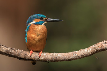 Картинка животные зимородки ветка