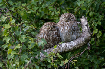 Картинка животные совы окрас птица перья сова