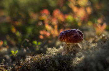 Картинка природа грибы боровик