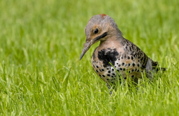Картинка животные птицы птичка