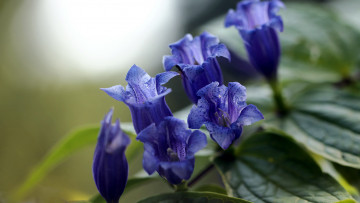 Картинка цветы колокольчики синий