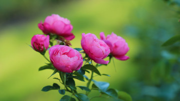 Картинка цветы пионы розовый