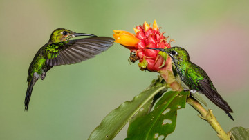 Картинка животные колибри птичка
