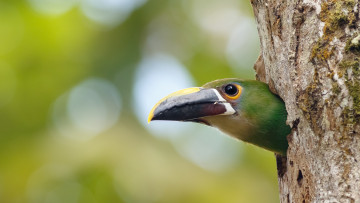Картинка животные птицы птица перья окрас