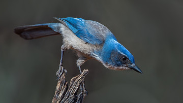 Картинка животные птицы птичка