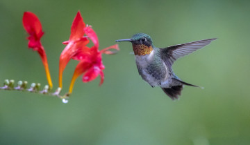 Картинка животные колибри птичка