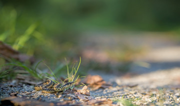 Картинка животные змеи +питоны +кобры макро опасна фон окрас змея