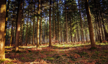 Картинка природа лес бор сосновый