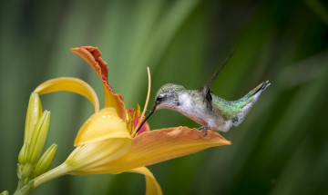 Картинка животные колибри птичка