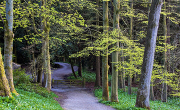 Картинка природа дороги деревья калитка дорога