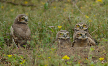 Картинка животные совы птица окрас перья сова