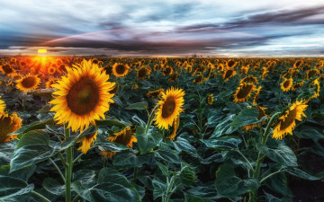Картинка цветы подсолнухи пейзаж небо поле закат